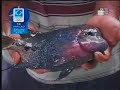 Click here to watch this video Galeri Aqua - Flower Horn  Blood Parrot (1/3)