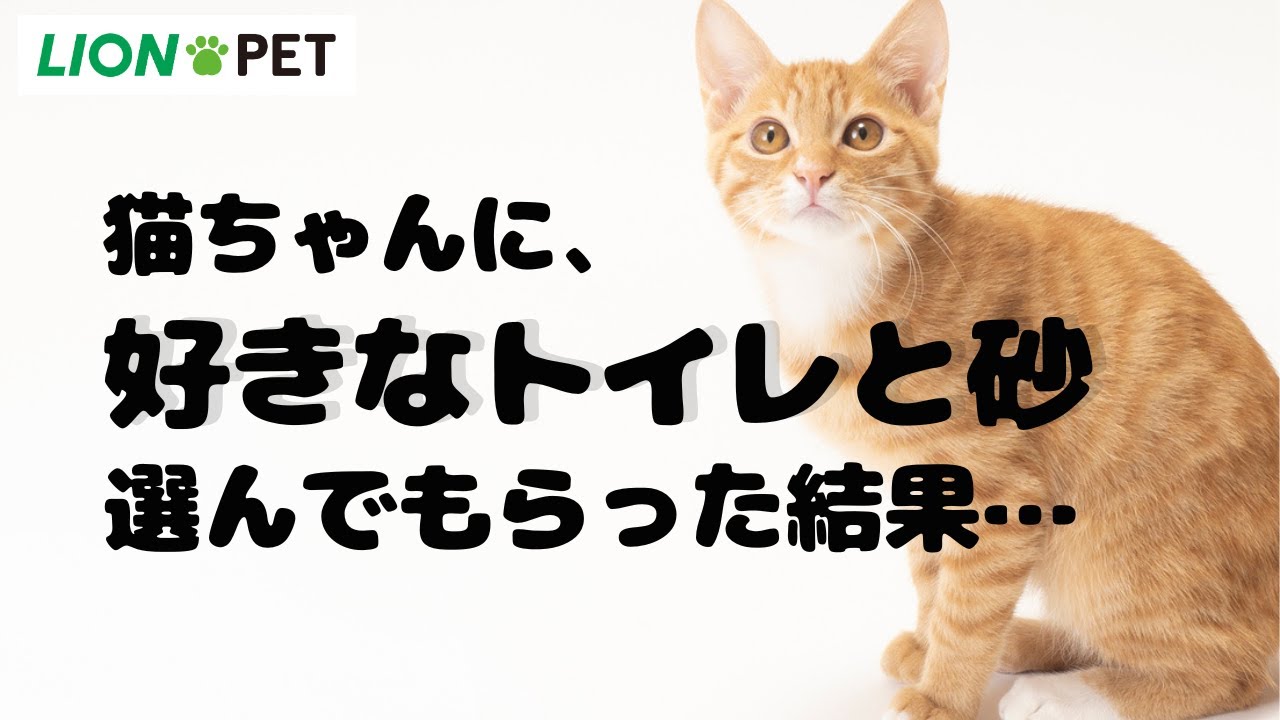 猫ちゃんが好きなトイレって？？試してもらいました
