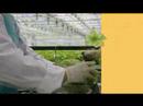 Why Living Lettuce is so Green