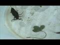 videos de Vattenskorpion