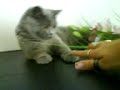 Cute Kitty