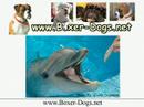 Boxer Dog Puppy Training - Positive Re-enforcement Boxer Dog Puppy Training - Positive Re-enforcement