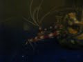 my snowflake eel and coral banded shrimp