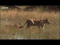BBC: Swamp Cats - Cat Bathing