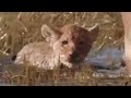 BBC: Swamp Cats - Cat Bathing