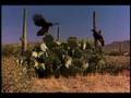 Hawk vs  Rabbit