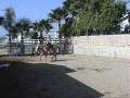 videos de APHA Palomino 1996 mare Piper for sale
