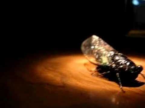 The Cricket Insect