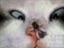 my icon