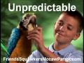 videos de Friends Squawkers McCaw Parrot