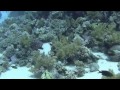 Jackson Reef (Egitto)