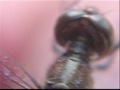 AGUACIL LIBELULA ODONATA