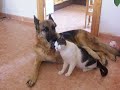 Alsation Dog & Cat in love