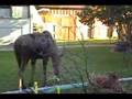 Moose Hydration
