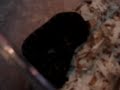 a short clip of brandon feeding a baby jungle carpet python