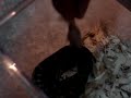 a short clip of brandon feeding a baby jungle carpet python