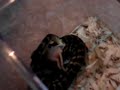 a short clip of brandon feeding a baby jungle carpet python