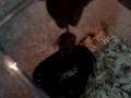 Feeding-a-Baby-Jungl