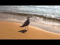 iPhone HD Video