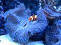 False Percula clownfish hosting T. Gigas clam False Percula clownfish hosting T. Gigas clam