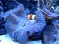 False Percula clownfish hosting T. Gigas clam