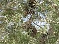 Anna's Hummingbird