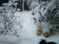 winter 2009.wmv