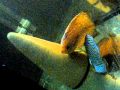 Guarda video