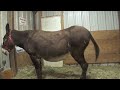 Donkey Birth at the Double Dot Ranch and Donkey Resort