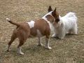 Bull Terrier Miniatura video