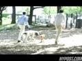 City Registers Dogs Online - New York Post