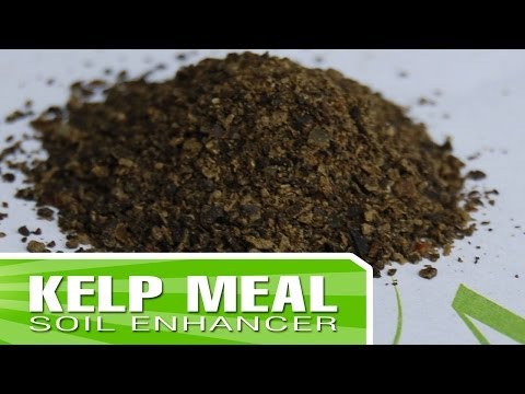 how to fertilize with kelp meal