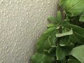 baby whiptail lizard