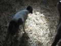 www.toylandminihorses.com