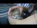 マッサージにとろける子猫♯1 / 〜kitty series〜 melting with massage #1 / 享受按摩的小猫 ♯1