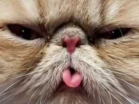 See funny video