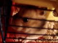 Goldhamster robs my tissue! Goldhamster robs my tissue!
