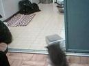 cat gone nuts over whiskas! cat gone nuts over whiskas!
