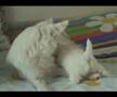 spitz puppies 21 days 