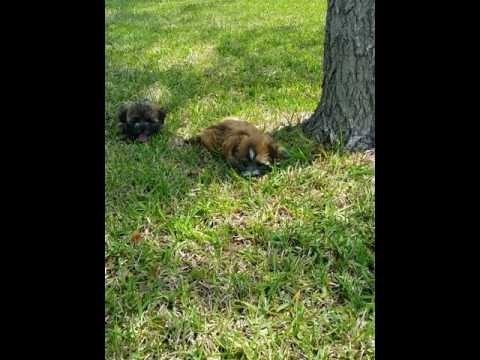 Play Time for Tasha and Joey
