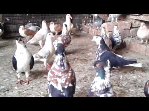indian pigeon - Pappu Bhai ...Bahut ache aur bahut bade shaukeen rangeeno ke........INDIA.... kabutar,kabootar,pigeon,pigen,pigeon,khaal,shirazi,India,indian pigeons,kabre,r...