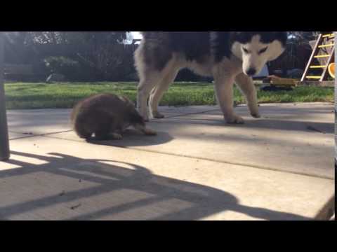 Playing...with...dad....in...backyard