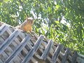 Squirrel Fight Squirrel Fight