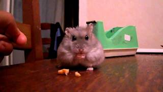 หนูแฮมสเตอร์ กับความน่ารัก