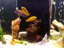 A mix Cichlids aquarium with many Malawi and some Victoriam Cichlids. 