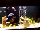 Cichlids, Aquarium Giovanni Santos Cichlids, Aquarium Giovanni Santos