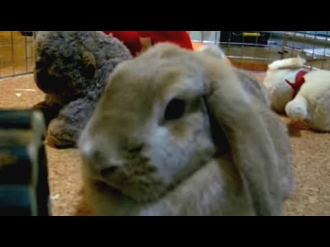 An Interesting Rabbit