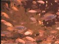 C?KLET BALIKLARI