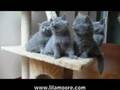 LilaMoore - British Shorthair Kittens - 7 weeks