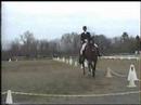 Surreale -Dressage Horse for Sale